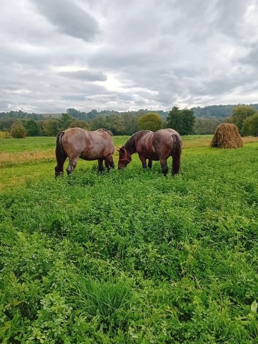 Vând două iepe foarte frumoase