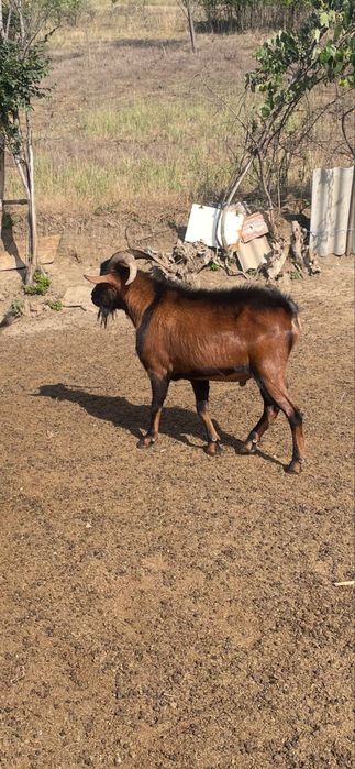 Tap Alpin Francez Oroginal cu pedigree 2 an jumate