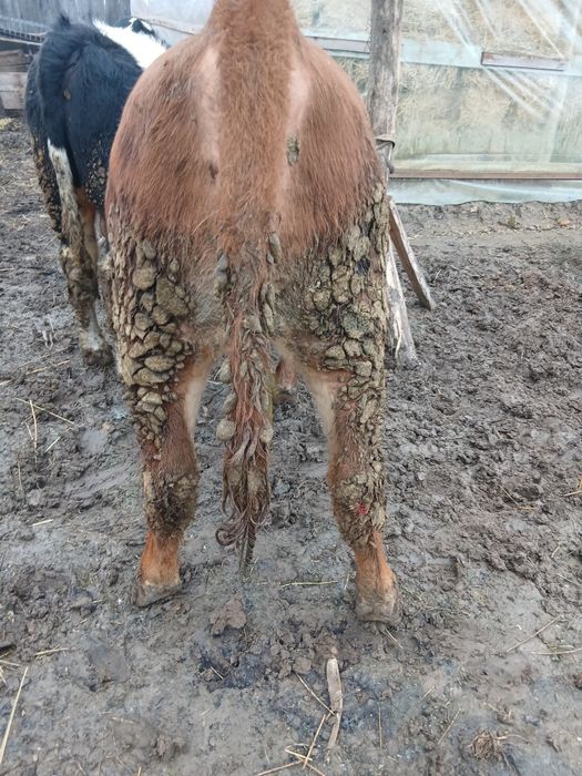 Vând viței de rasă