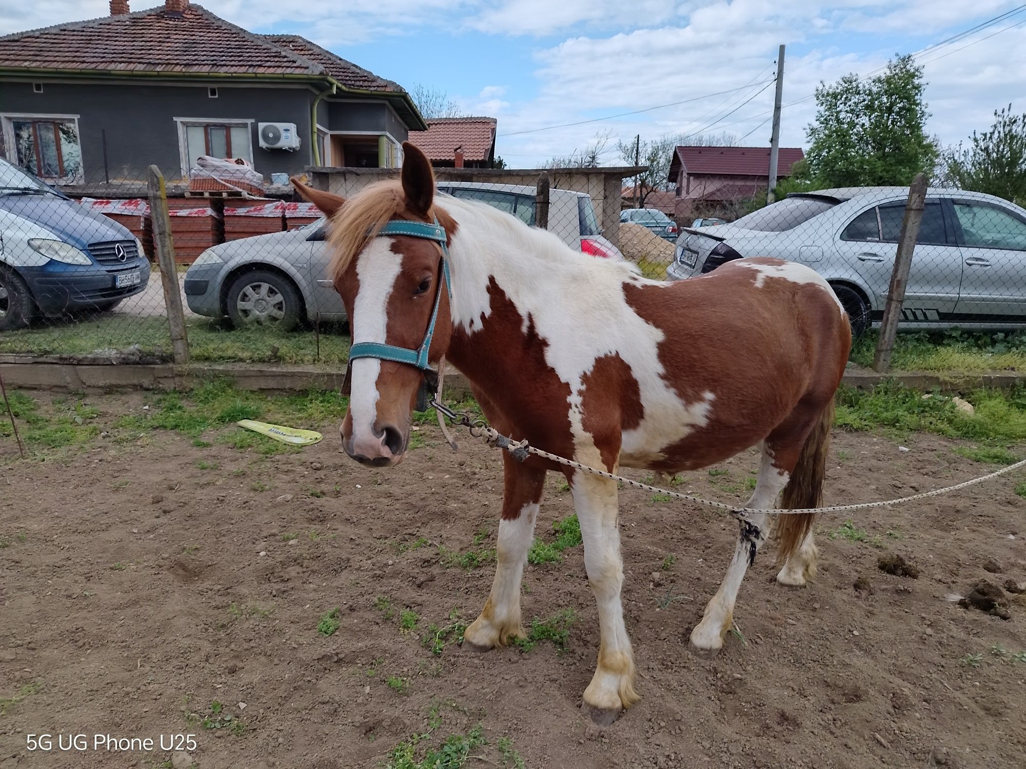 Кон жребче на 1г