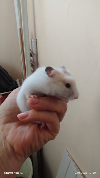 Морские свинки домашние