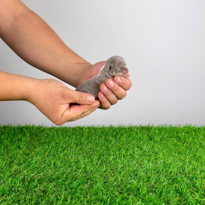 Pui Chihuahua cu pedigree