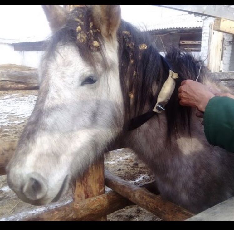 GPS для Баранов, лошадей, коров.