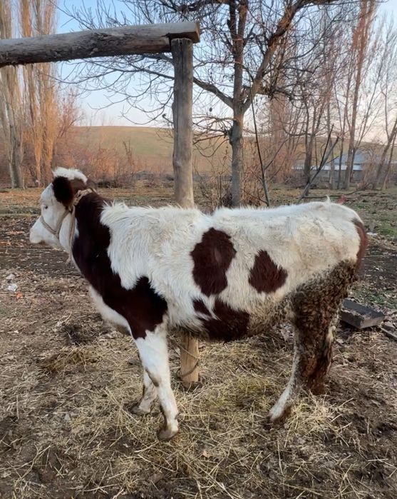 Симментал тана 1 жасар