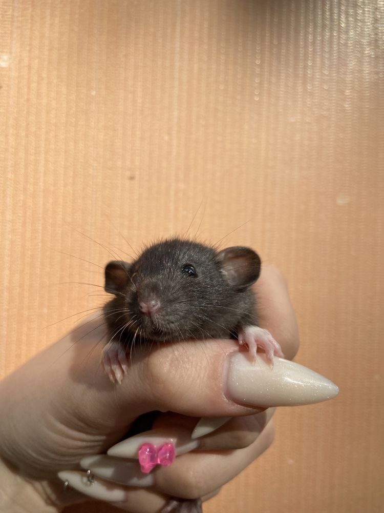Ручные крысы дамбо в зоомагазине