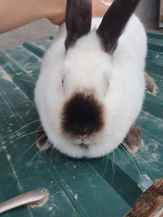 Kaliforniya quyonlar/ калифорнийские кролики