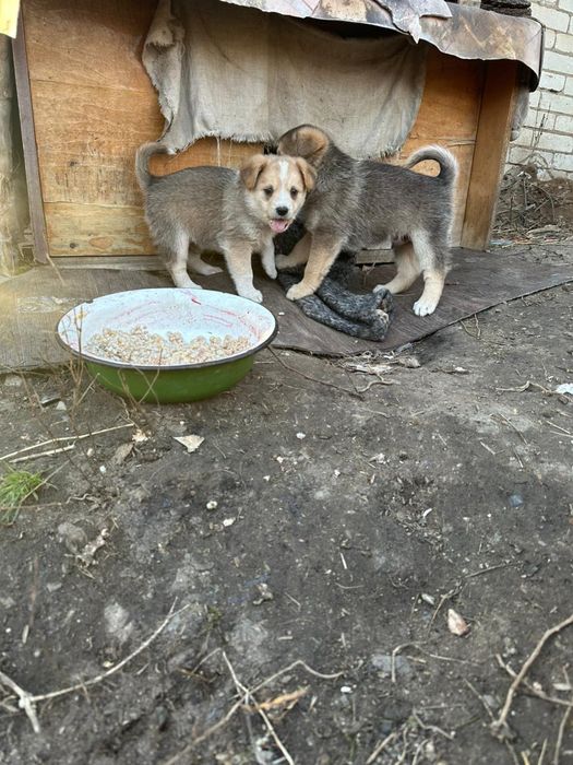Пристраиваются щеночки мальчики в добрые руки