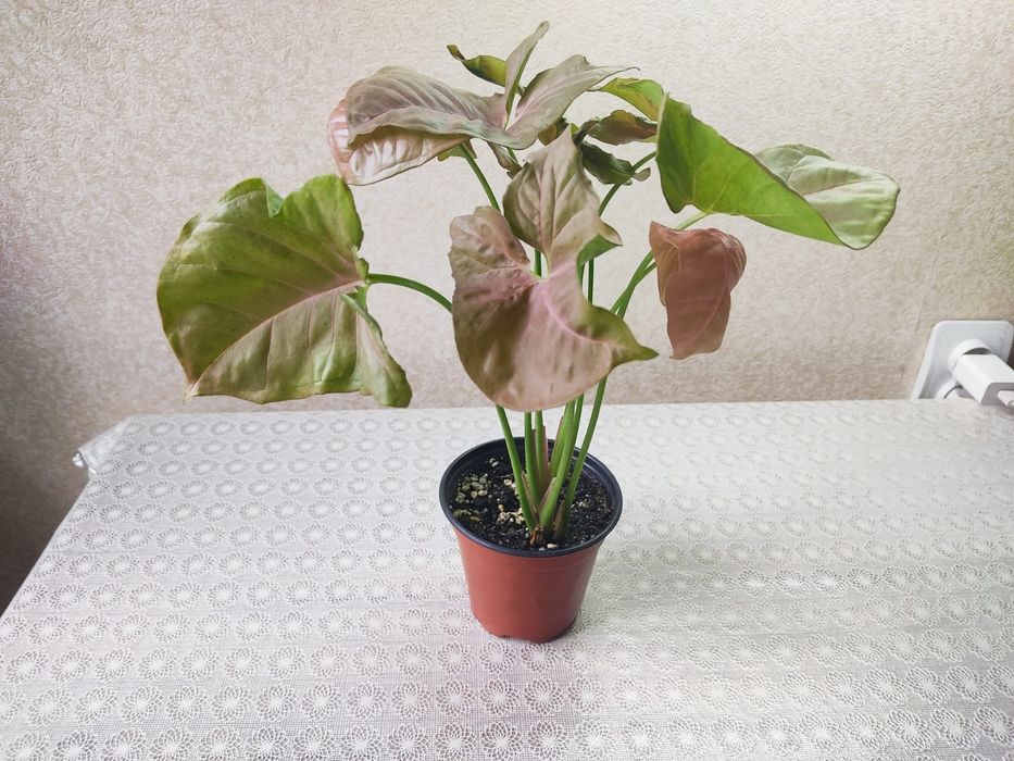 Продам самые красивые домашние растения