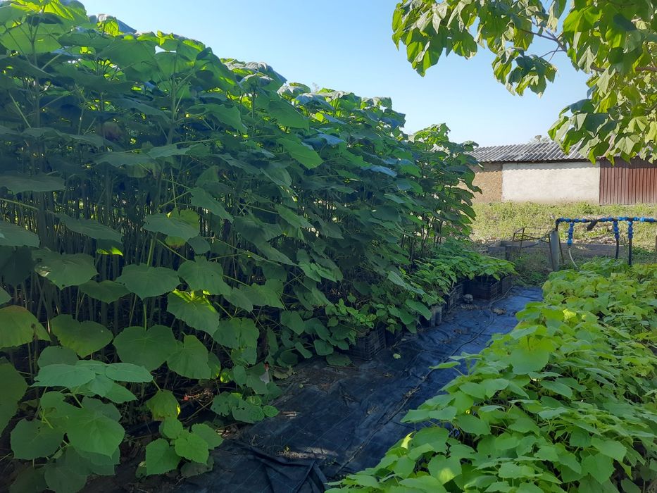 Paulownia tomentosa  și arbori de mătase