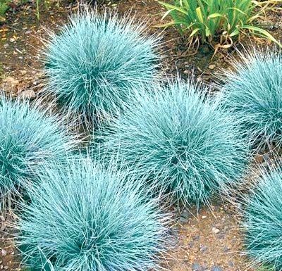 Фестука (синя трева)