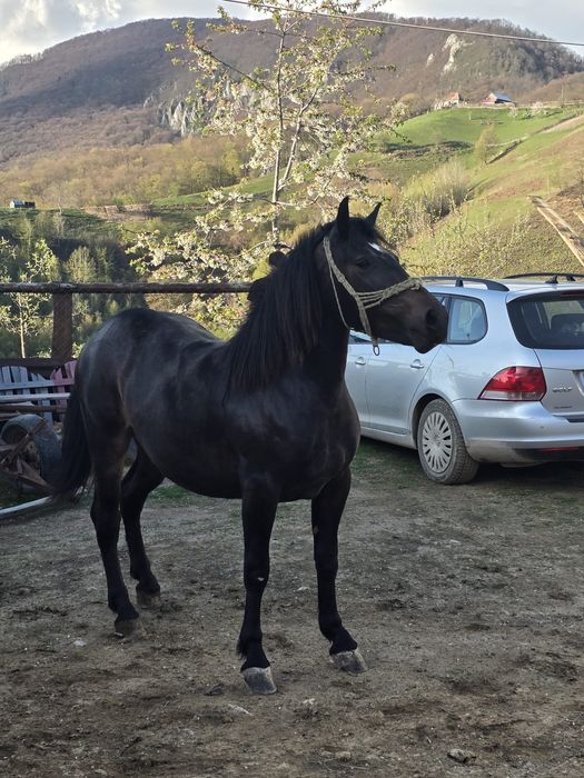 Mânza de vânzare!!!