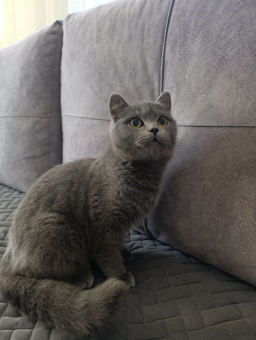Британская кошка