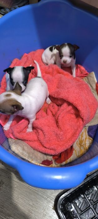 Отдам в хорошие руки, кутята Чихуахуа родились 4 ноября, 3 мальчика