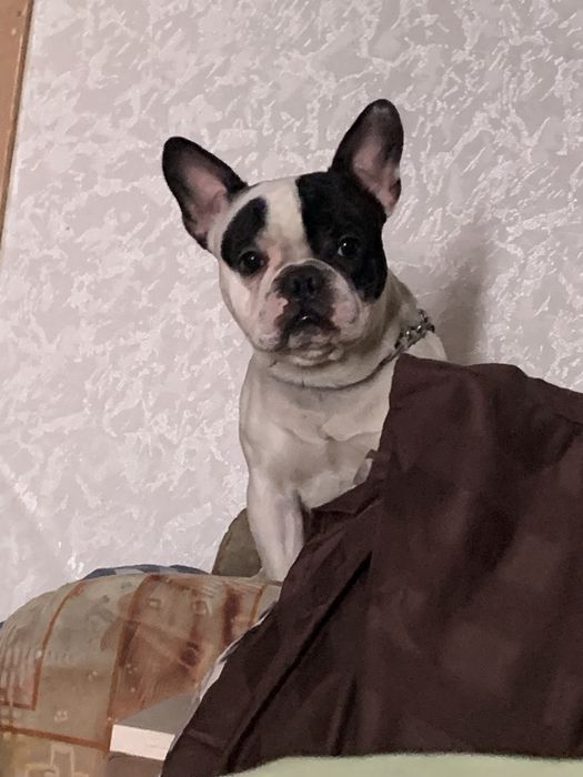 Продам французкого бульдога