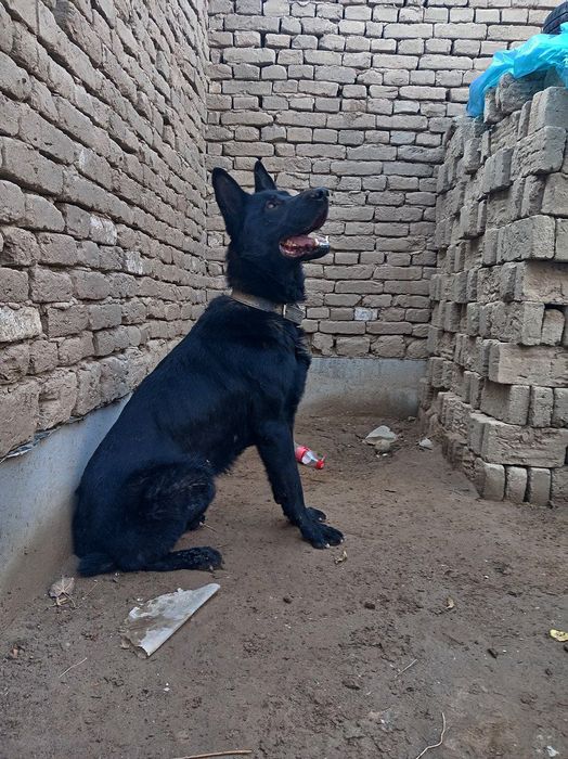 Васточно ёвропийски афчарка сотилади