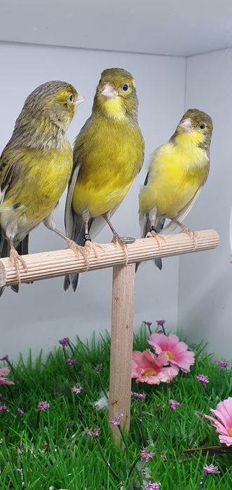 Canari razza espaniol  2025