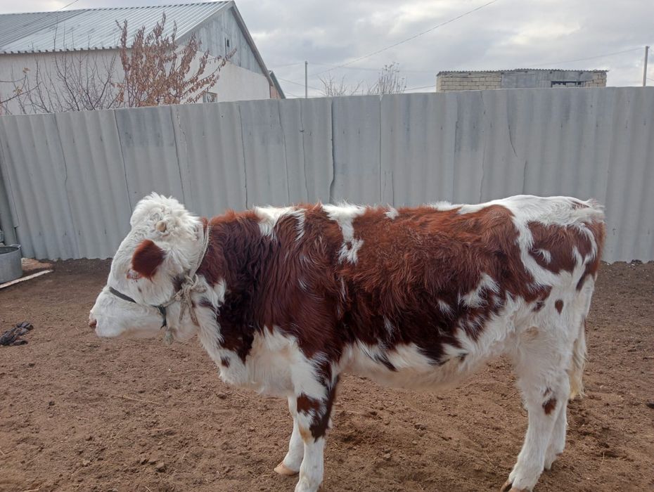 Баспак сатылады.