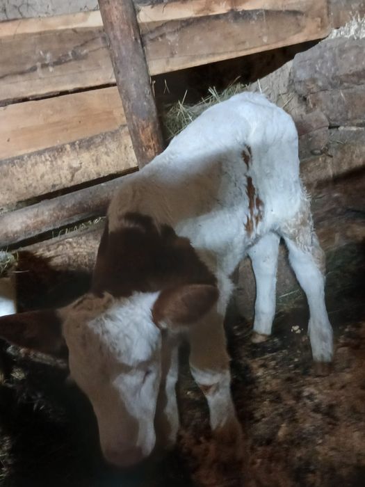 Vițică 2 săptămâni