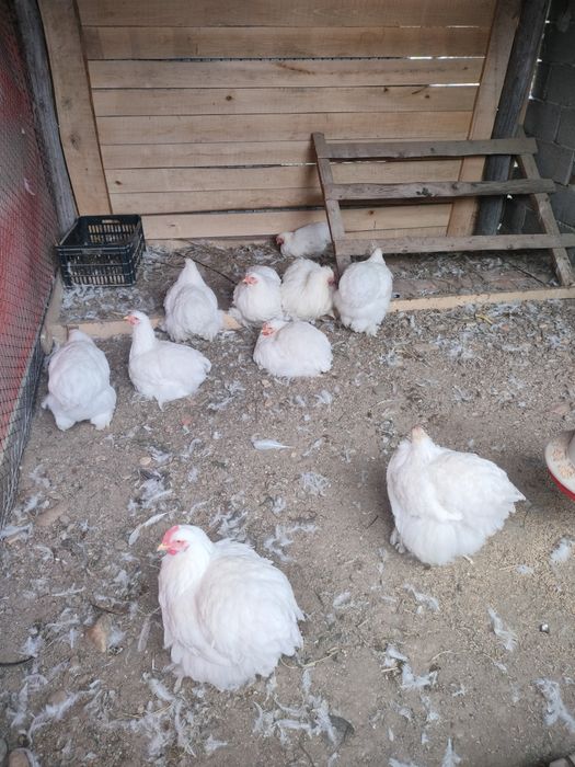 Cochinchina uriaș alb tineret!