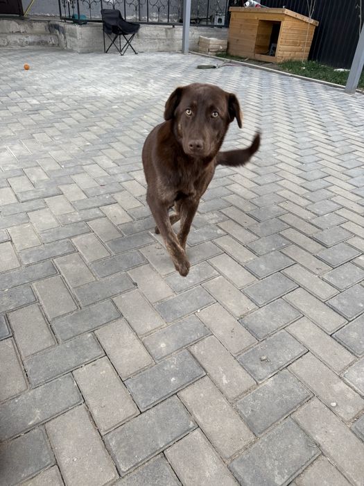 Отдам Лабрадор девочка