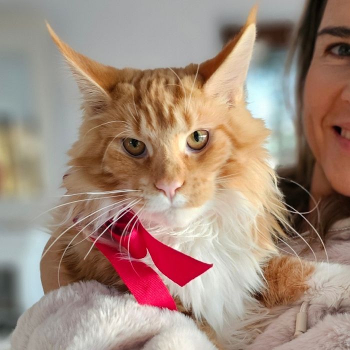 Pisoi superb, mascul – roșu tigrat cu alb, 5 luni