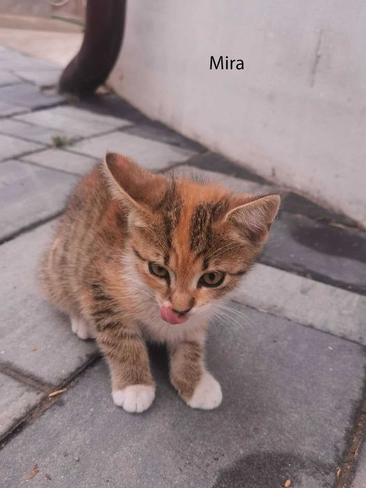 Donez pui pisica in Arges, Adoptie pisici Arges