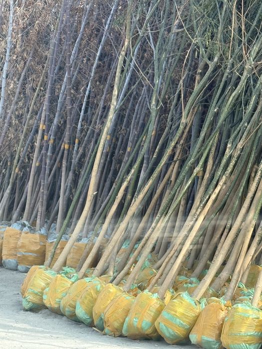 Dekorativni daraxtlar