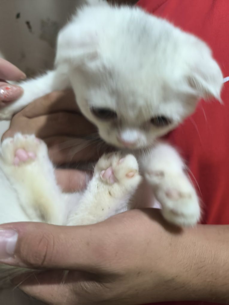 Вислоухие котята
