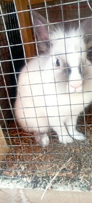 Сатамын: Декоративті қояндар (еркек және ұрғашы)