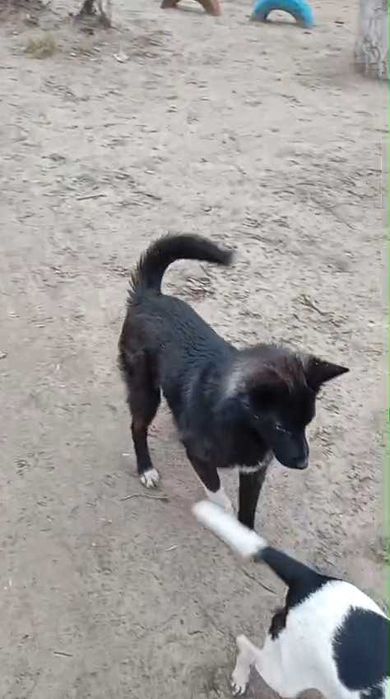 Выбросили лайку (кобель). Нужен дом!