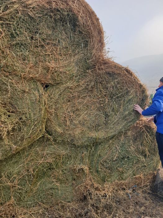 Baloți lucernă și fân