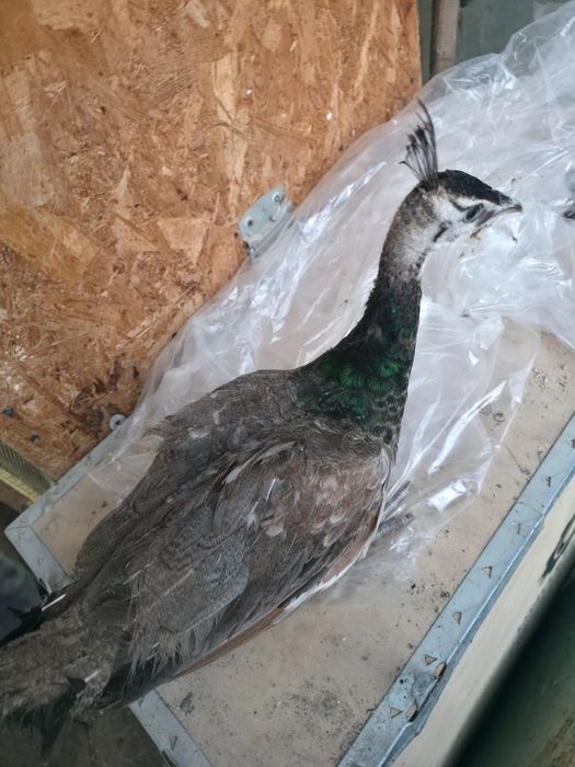 Pui de păun și Oua australorp albastru