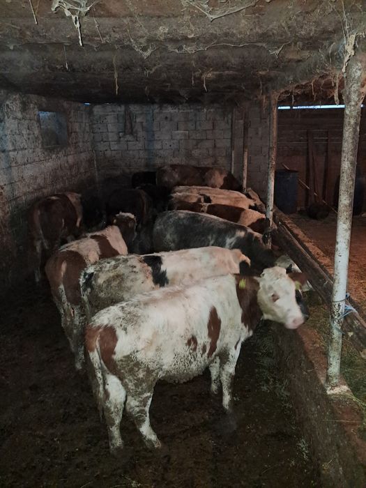 Vând 12 taurasi media 260kg