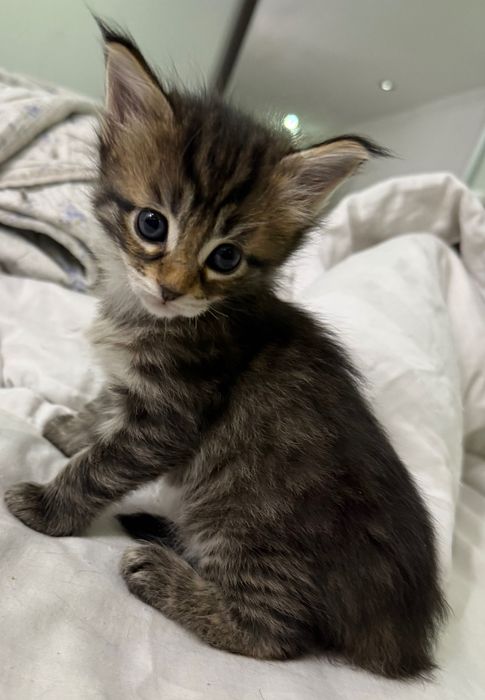 Мейн кун мальчики