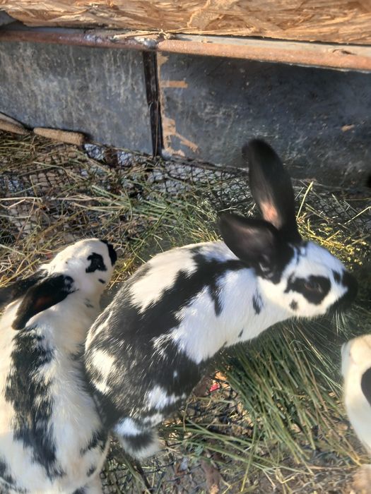 Iepuroaice de vanzare