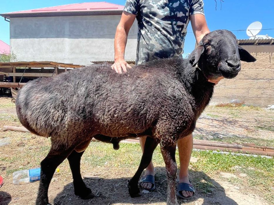 Продам барана обращаться по номеру