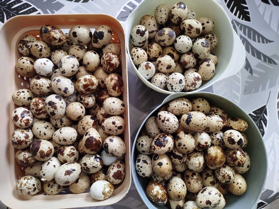Яйца перепелиные домашние продам!