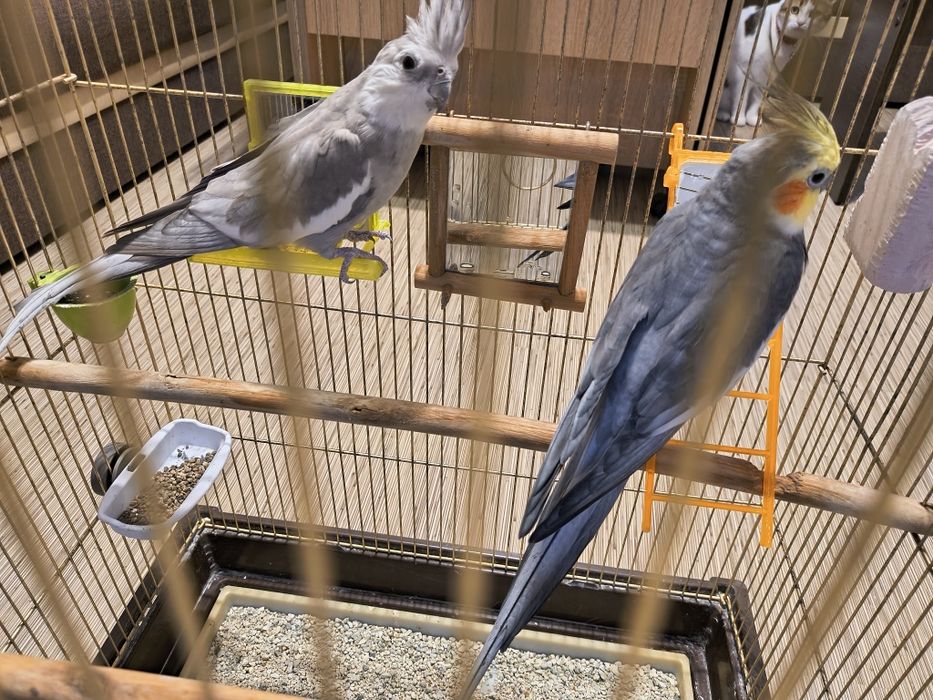 Doua nimfe cu colivie mare