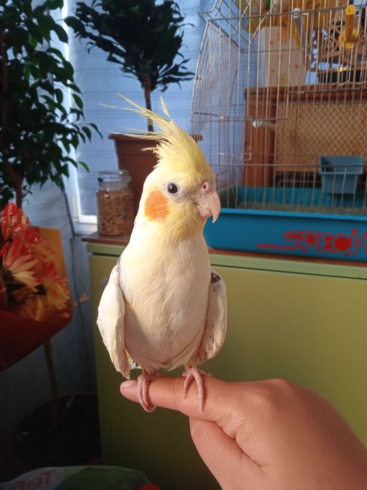 Продавам женска корела ръчно хранена .