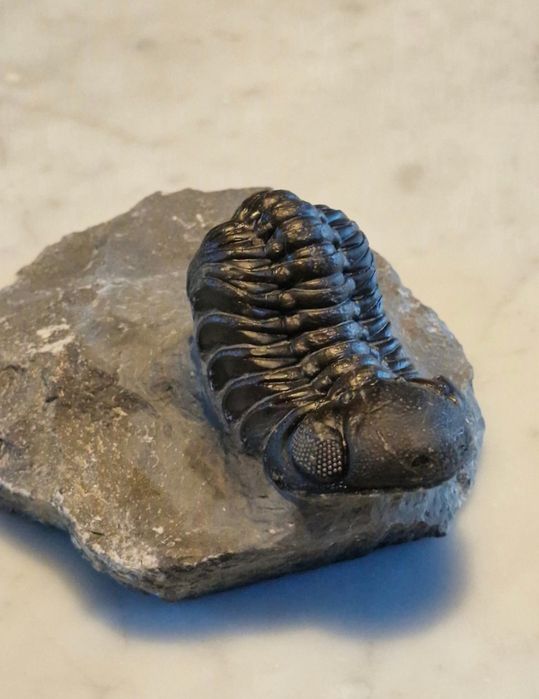 Trilobit Phacops