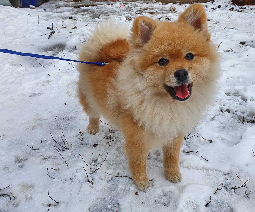 Продам шпица кобель