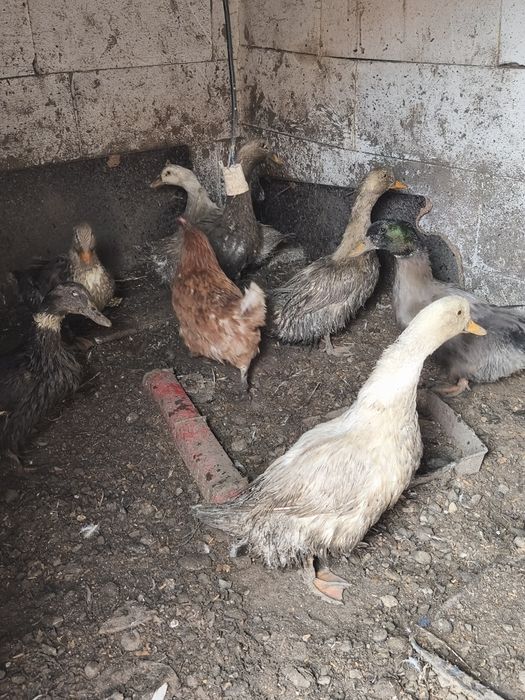 Vând rate mute,românești,pekin