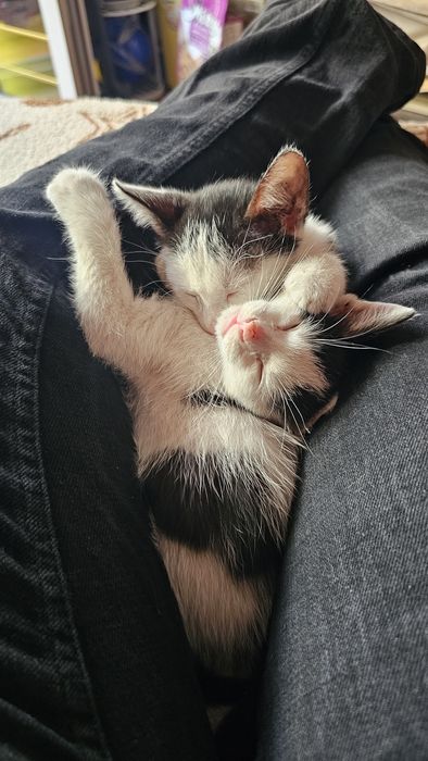 Pui de pisica adopție