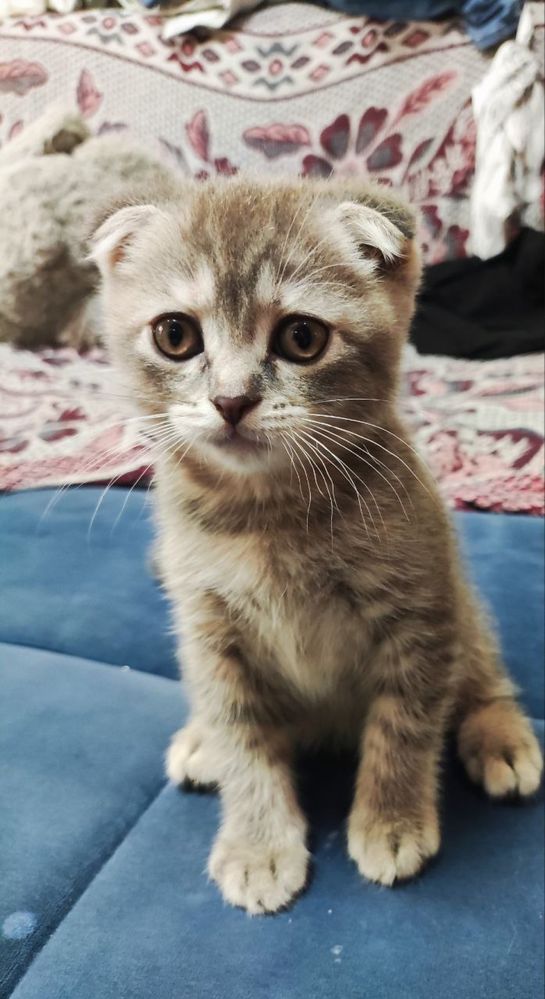 Котята — комочек счастья в ваш дом