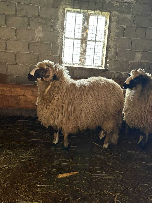 Vand berbecut din primavara