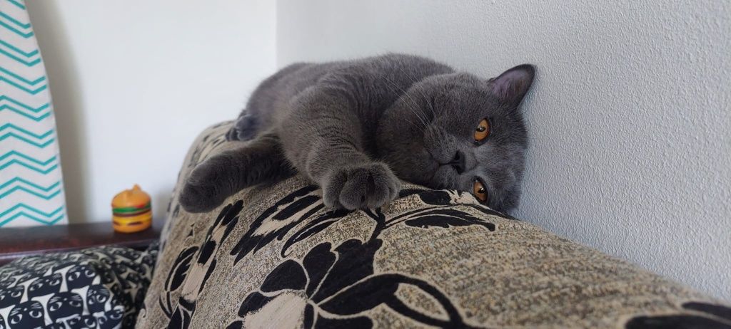 Motan British shorthair