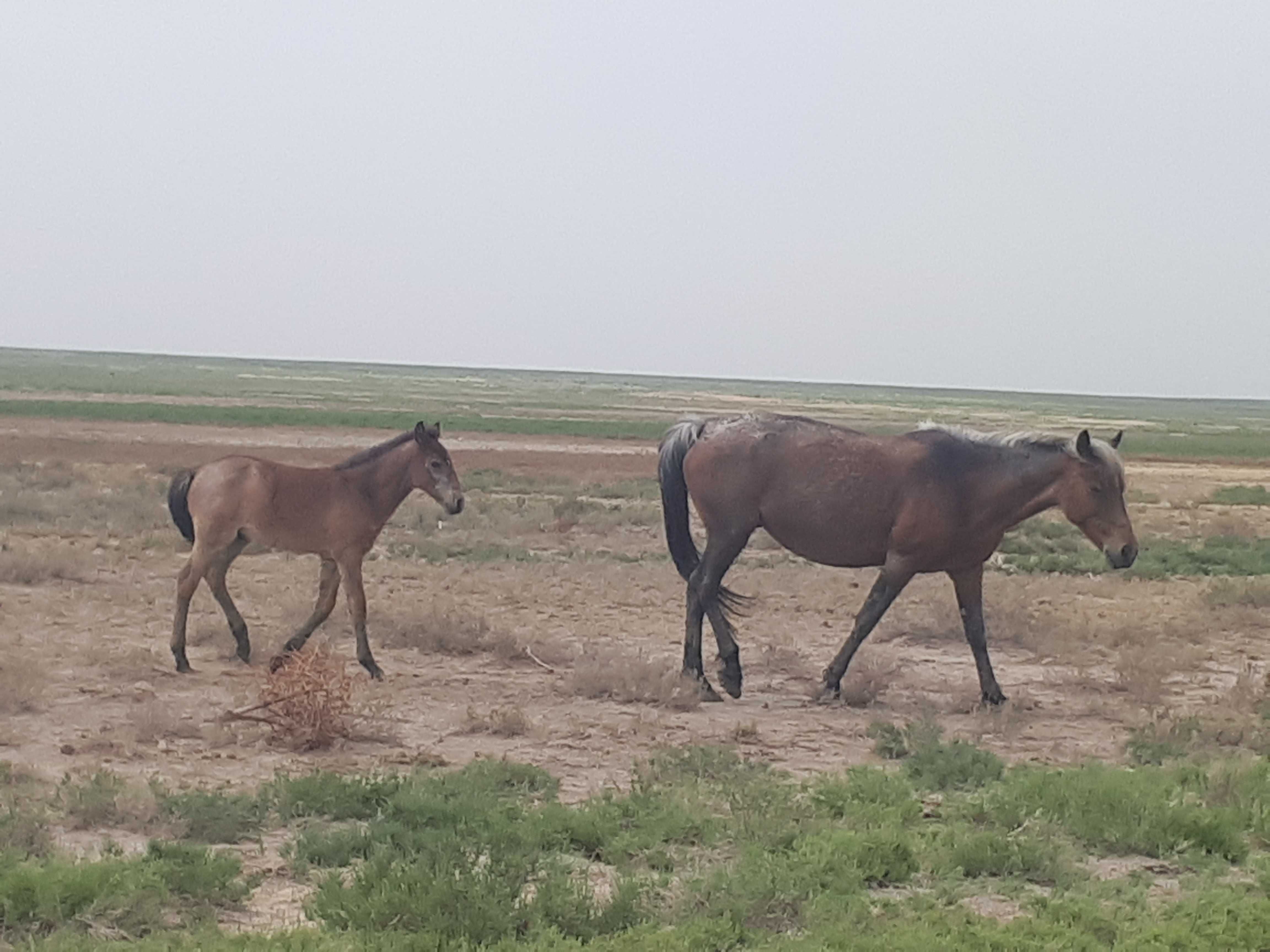 Жылкы Кулынды бие сатылады