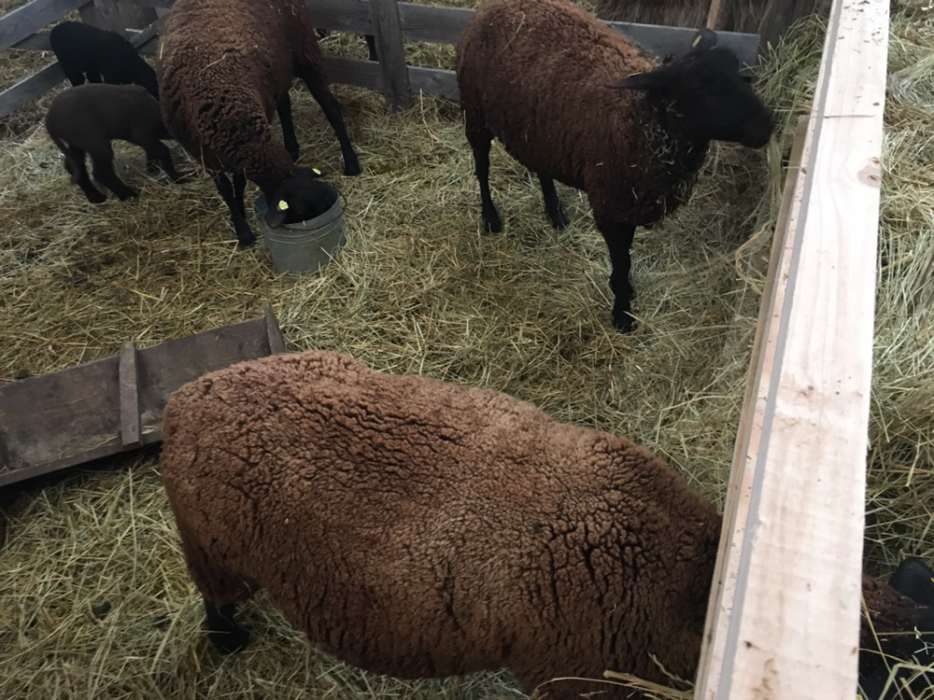 berbeci si oi mielute rasa jura