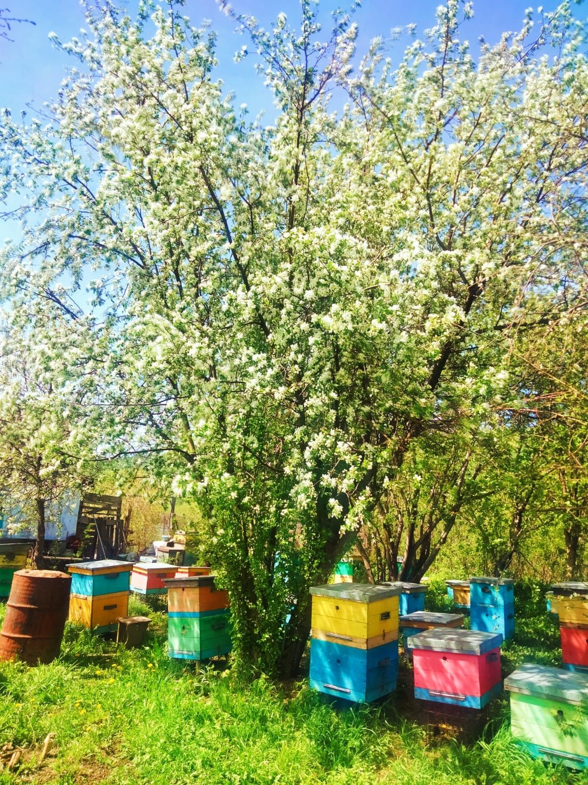 Продам пчело семьи