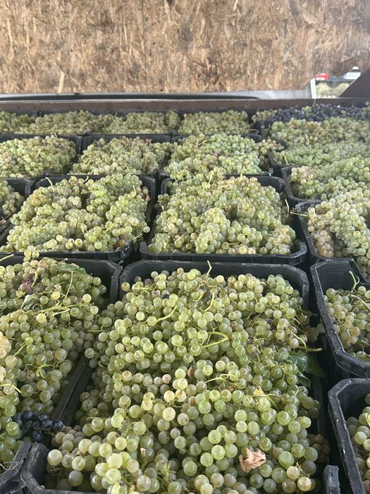 Struguri pentru vin